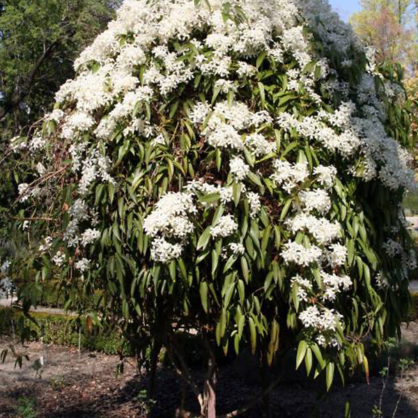 ARBORIX - Clématite de père Armand - Clematis armandii 'Apple Blossom'  - 60-80 cm pot - large