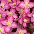 ARBORIX - 2 x Clématite 'Freda' - Clematis montana 'Freda'  - 50-60 cm pot - vignette