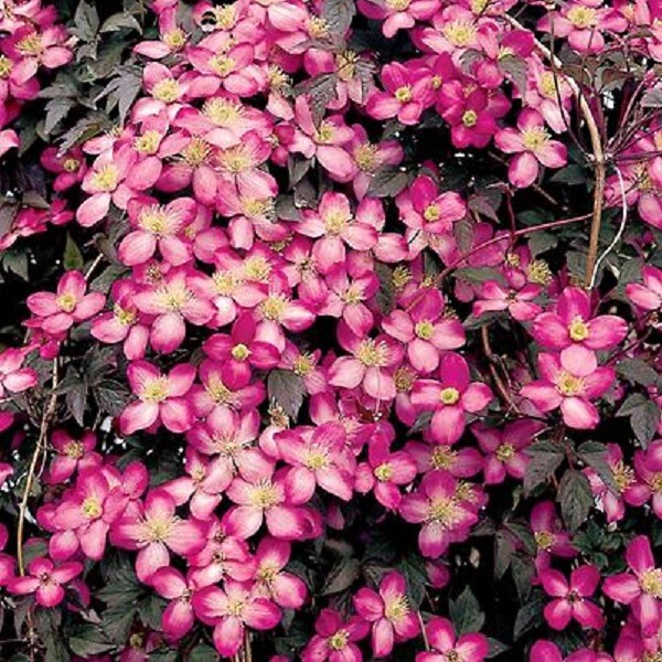 ARBORIX - 2 x Clématite 'Freda' - Clematis montana 'Freda'  - 50-60 cm pot - large
