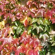 ARBORIX - 2 x Vigne vierge Japonaise - Parthenocissus 'Veitch Boskoop'  - 50-60 cm pot - vignette