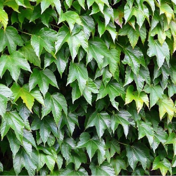 ARBORIX - 2 x Vigne vierge Japonaise - Parthenocissus 'Veitch Boskoop'  - 50-60 cm pot - large