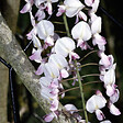 ARBORIX - Glycine du Japon 'Rosea' - Wisteria Floribunda 'Honbeni' (= 'Rosea')  - 50-60 cm pot - vignette