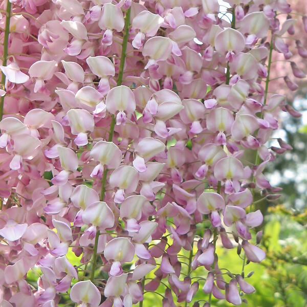 ARBORIX - Glycine du Japon 'Rosea' - Wisteria Floribunda 'Honbeni' (= 'Rosea')  - 50-60 cm pot - large