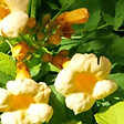ARBORIX - 2 x Trompette de virginie - Campsis radicans 'Flava'  - 50-60 cm pot - vignette