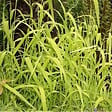 ARBORIX - 6 x Millet sauvage - Milium effusum 'Aureum'  - godet 9cm x 9cm - vignette