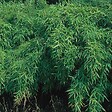 ARBORIX - Bambou parapluie 'Simba' - Fargesia Murieliae 'Simba'  - 50-60 cm pot - vignette