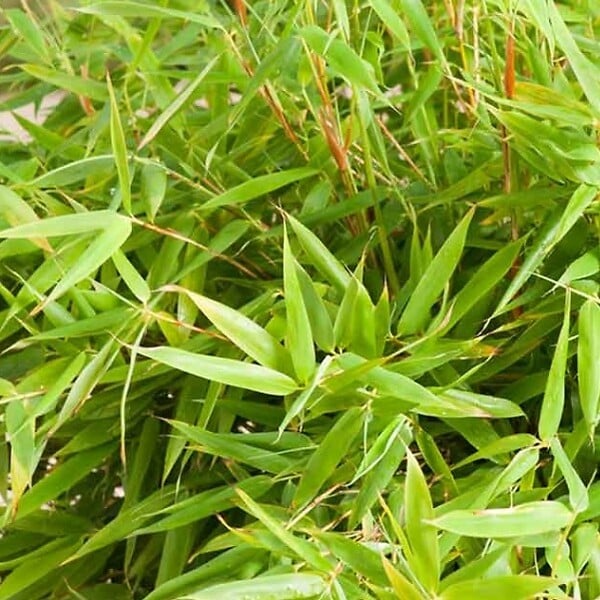 ARBORIX - Bambou parapluie 'Simba' - Fargesia Murieliae 'Simba'  - 50-60 cm pot - large
