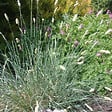 ARBORIX - 6 x Sesleria nitida - Sesleria nitida  - godet 9cm x 9cm - vignette