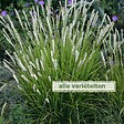 ARBORIX - 6 x Sesleria nitida - Sesleria nitida  - godet 9cm x 9cm - vignette