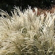 ARBORIX - 6 x Eulalie 'Kleine Fontane' - Miscanthus sinensis 'Kleine Fontaene'  - godet 9cm x 9cm - vignette
