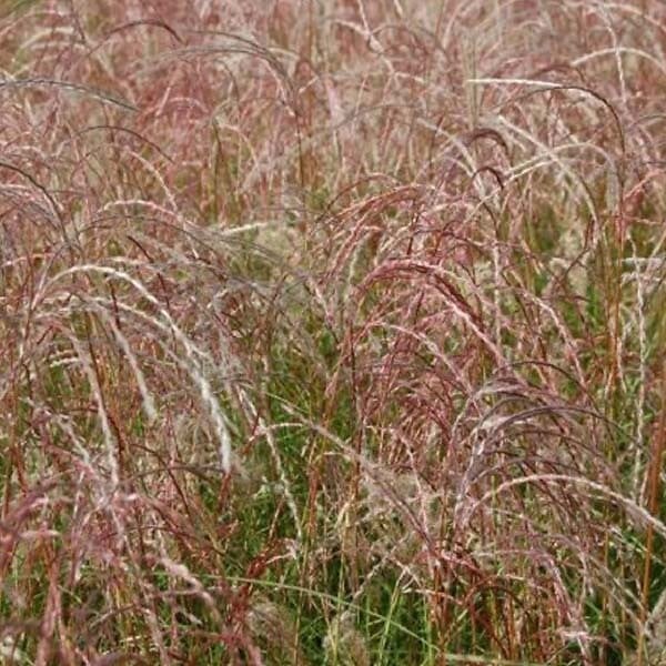ARBORIX - 6 x Eulalie 'Kleine Fontane' - Miscanthus sinensis 'Kleine Fontaene'  - godet 9cm x 9cm - large