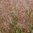 ARBORIX - 6 x Eulalie 'Kleine Fontane' - Miscanthus sinensis 'Kleine Fontaene'  - godet 9cm x 9cm - vignette