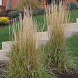 ARBORIX - 6 x Agrostide a fleurs étroites 'Karl Foerster' - Calamagrostis Acutiflora 'Karl Foerster'  - godet 9cm x 9cm - vignette
