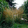ARBORIX - 6 x Agrostide a fleurs étroites 'Karl Foerster' - Calamagrostis Acutiflora 'Karl Foerster'  - godet 9cm x 9cm - vignette
