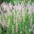 ARBORIX - 6 x Herbe aux écouvillons - Pennisetum orientale  - godet 9cm x 9cm - vignette