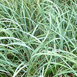 ARBORIX - 6 x Graminée ornementale - Agropyron magellanicum  - godet 9cm x 9cm - vignette