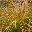 ARBORIX - 6 x Laîche orange - Carex testacea  - godet 9cm x 9cm - vignette
