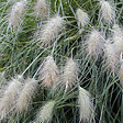 ARBORIX - 6 x Herbe aux écouvillons 'Villosum' - Pennisetum villosum  - godet 9cm x 9cm - vignette
