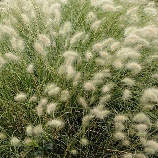 ARBORIX - 6 x Herbe aux écouvillons 'Villosum' - Pennisetum villosum  - godet 9cm x 9cm - large
