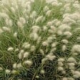 ARBORIX - 6 x Herbe aux écouvillons 'Villosum' - Pennisetum villosum  - godet 9cm x 9cm - vignette