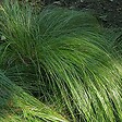 ARBORIX - 6 x Laîche Japonaise - Carex morrowii  - godet 9cm x 9cm - vignette