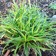 ARBORIX - 6 x Luzule des bois 'Marginata' - Luzula sylvatica 'Marginata'  - godet 9cm x 9cm - vignette