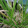ARBORIX - 6 x Canche cespiteuse - Deschampsia cespitosa 'Goldschleier'  - godet 9cm x 9cm - vignette