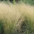 ARBORIX - 6 x Canche cespiteuse - Deschampsia cespitosa 'Goldschleier'  - godet 9cm x 9cm - vignette