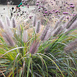 ARBORIX - 6 x Herbe aux écouvillons 'Moudry' - Pennisetum alopecuroides 'Moudry'  - godet 9cm x 9cm - vignette