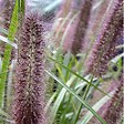 ARBORIX - 6 x Herbe aux écouvillons 'Moudry' - Pennisetum alopecuroides 'Moudry'  - godet 9cm x 9cm - vignette