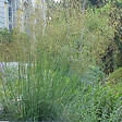 ARBORIX - 6 x Stipe géante - Stipa Gigantea  - godet 9cm x 9cm - vignette
