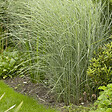 ARBORIX - 6 x Eulalie 'Morning Light' - Miscanthus Sinensis 'Morning Light'  - godet 9cm x 9cm - vignette