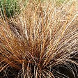 ARBORIX - 6 x Laîche - Carex comans 'Bronze Form'  - godet 9cm x 9cm - vignette