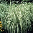 ARBORIX - 6 x Roseau de Chine 'Variegatus' - Miscanthus sinensis 'Variegatus'  - godet 9cm x 9cm - vignette