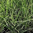 ARBORIX - 6 x Roseau de Chine 'Variegatus' - Miscanthus sinensis 'Variegatus'  - godet 9cm x 9cm - vignette