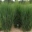 ARBORIX - 6 x Panic effilé 'Northwind' - Panicum 'Northwind'  - godet 9cm x 9cm - vignette