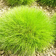 ARBORIX - 6 x Fétuque de gautier - Festuca Gautieri  - godet 9cm x 9cm - vignette