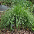 ARBORIX - 6 x Herbe aux écouvillons 'Japonicum' - Pennisetum Alopecuroides 'Japonicum'  - godet 9cm x 9cm - vignette