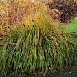 ARBORIX - 6 x Herbe aux écouvillons 'Japonicum' - Pennisetum Alopecuroides 'Japonicum'  - godet 9cm x 9cm - vignette