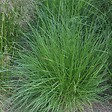 ARBORIX - 6 x Canche cespiteuse - Deschampsia cespitosa  - godet 9cm x 9cm - vignette