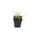 ARBORIX - 6 x Canche cespiteuse - Deschampsia cespitosa  - godet 9cm x 9cm - vignette