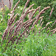 ARBORIX - 6 x Mélique 'Atropurpurea' - Melica altissima 'Atropurpurea'  - godet 9cm x 9cm - vignette