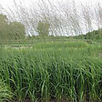 ARBORIX - 6 x Molinie 'Heidebraut' - Molinia Caerulea 'Heidebraut'  - godet 9cm x 9cm - vignette