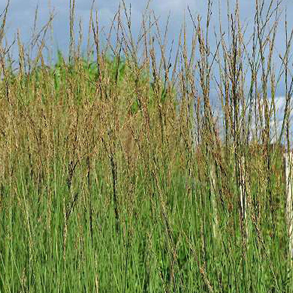 ARBORIX - 6 x Molinie 'Heidebraut' - Molinia Caerulea 'Heidebraut'  - godet 9cm x 9cm - large