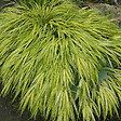 ARBORIX - 6 x Herbe du Japon 'Aureola' - Hakonechloa macra 'Aureola'  - godet 9cm x 9cm - vignette