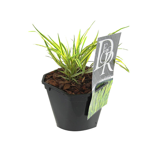 ARBORIX - 6 x Herbe du Japon 'Aureola' - Hakonechloa macra 'Aureola'  - godet 9cm x 9cm - large