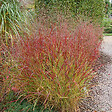 ARBORIX - 6 x Panic effilé 'Rehbraun' - Panicum Virgatum 'Rehbraun'  - godet 9cm x 9cm - vignette