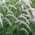 ARBORIX - 6 x Herbe aux écouvillons - Pennisetum orientale 'Tall Tails'  - godet 9cm x 9cm - vignette
