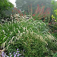 ARBORIX - 6 x Herbe aux écouvillons - Pennisetum orientale 'Tall Tails'  - godet 9cm x 9cm - vignette