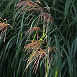 ARBORIX - 6 x Eulalie de Chine 'China' - Miscanthus sinensis 'China'  - godet 9cm x 9cm - vignette